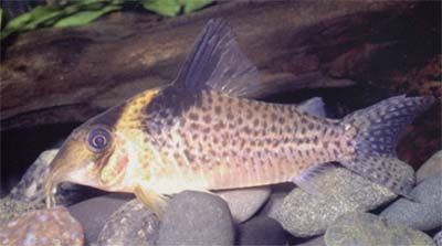 Corydoras sp. C87